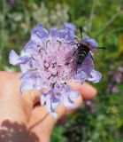 Scabiosa columbaria