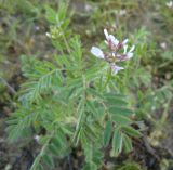 род Astragalus