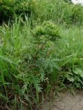 Potentilla multifida. Расцветающее растение. Приморье, Находкинский городской округ, окр. пос. Авангард, у лесной тропы. 04.07.2016.