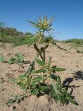 Xanthium spinosum. Вегетирующее растение. Казахстан, Южное Прибалхашье, южная кромка пустыни Таукум. 19 мая 2016 г.