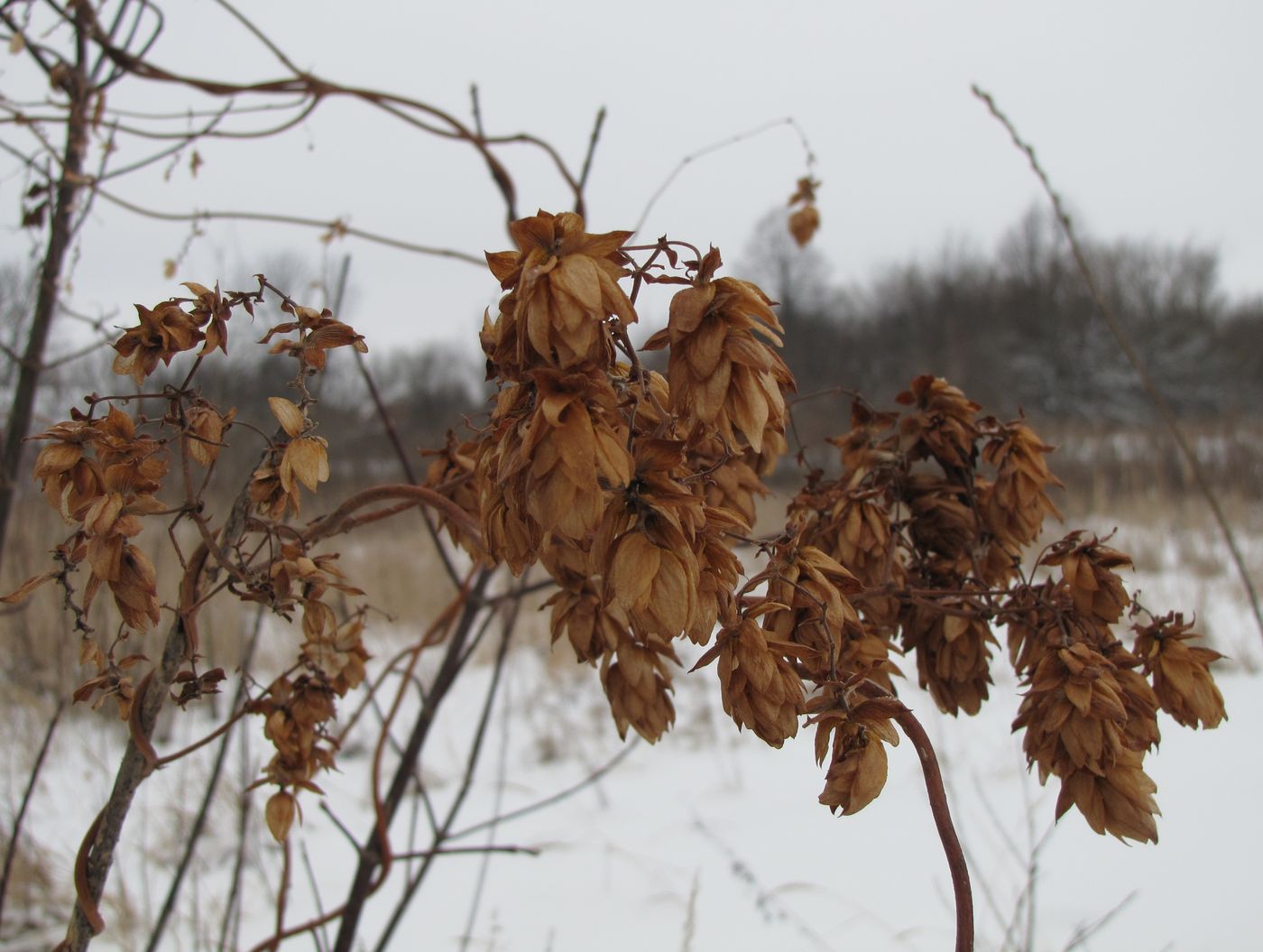 Изображение особи Humulus lupulus.