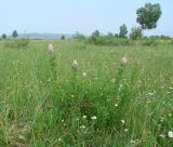 Spiraea salicifolia. Цветущее растение. Иркутская обл., Ангарский р-н, окр. дер. Зуй, луг в долине р. Ангара. 13.07.2016.