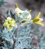 Matthiola odoratissima