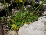 Draba hispida