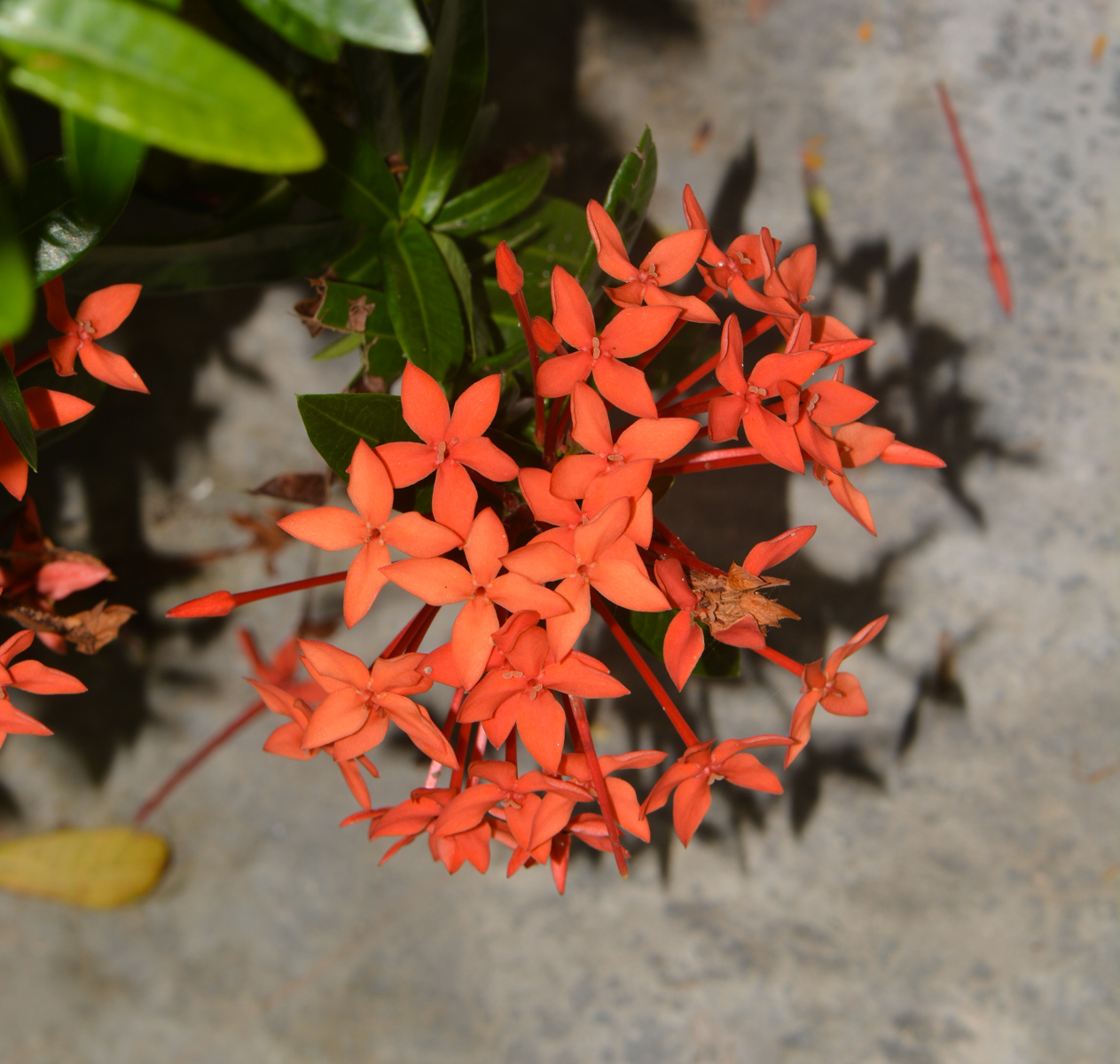 Изображение особи Ixora coccinea.