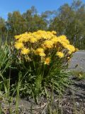 Taraxacum officinale. Цветущее растение. Камчатский край, Елизовский городской округ, микрор-н 26 км, Урочище \"Парк\", вдоль дороги. 06.06 2017 г.