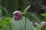 Cypripedium guttatum