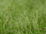 Carex pseudocuraica