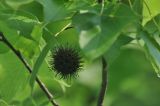 Liquidambar formosana. Соплодие. Китай, Гуанси-Чжуанский автономный р-н, национальный парк Shiwan Dashan National Forest Park, парк рядом с гостиницей. 9 марта 2016 г.