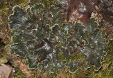 genus Peltigera