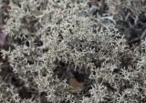 Cladonia uncialis