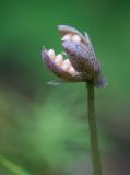 Viola selkirkii. Вскрывшийся плод с семенами. Кировская обл., г. Кирово-Чепецк, лесопарк. 12.07.2017.