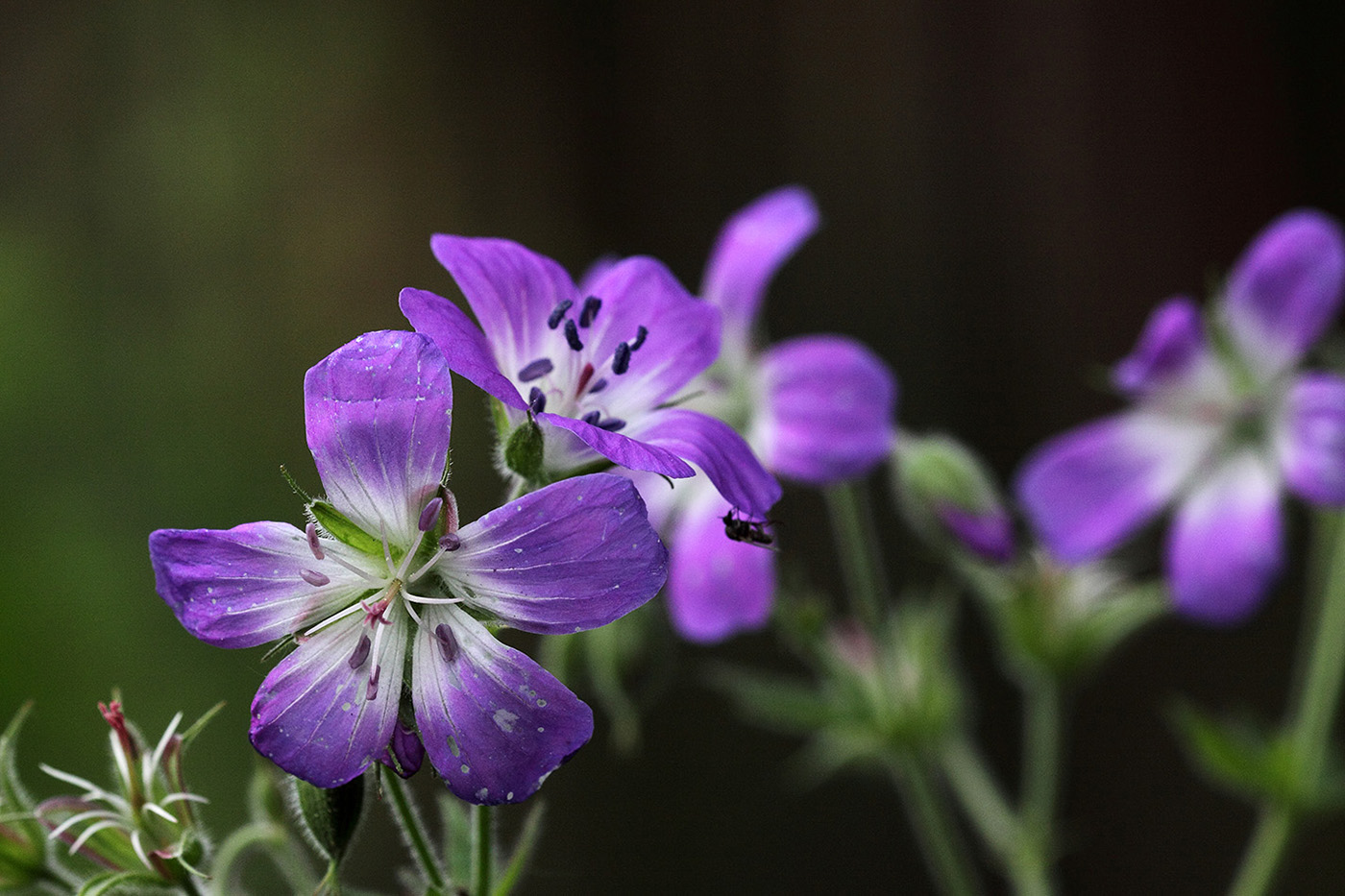 Изображение особи Geranium sylvaticum.