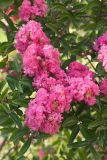 Lagerstroemia indica. Верхушки побегов с соцветиями. Краснодарский край, г. Сочи, Лазаревский р-н, пос. Дагомыс, в культуре. 29.07.2018.