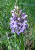 Dactylorhiza baltica