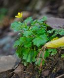 Saxifraga cymbalaria. Цветущее растение. Краснодарский край, МО город-курорт Сочи, Адлерский р-н, Краснополянский поселковый округ, южный склон хр. Аибга, долина р. Менделиха, у тропы среди камней, 1470 м н.у.м. 5 октября 2019 г.