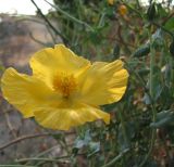 Glaucium flavum