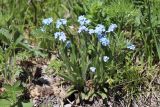 Myosotis austrosibirica