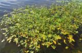 Sagittaria sagittifolia