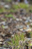 Festuca mollissima. Плодоносящее растение. Приморский край, Партизанский р-н, гора Ольховая, выс. 1600 м н.у.м., горная тундра. 29.07.2020.