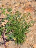 Achillea alpina