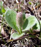 Salix crassijulis. Соцветие и листья. Магаданская обл., г. Магадан, около здания ИБПС, в посадках. 02.06.2020.