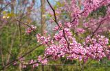 Cercis canadensis