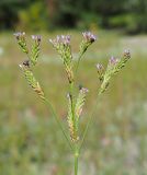 Verbena brasiliensis