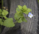 Veronica persica