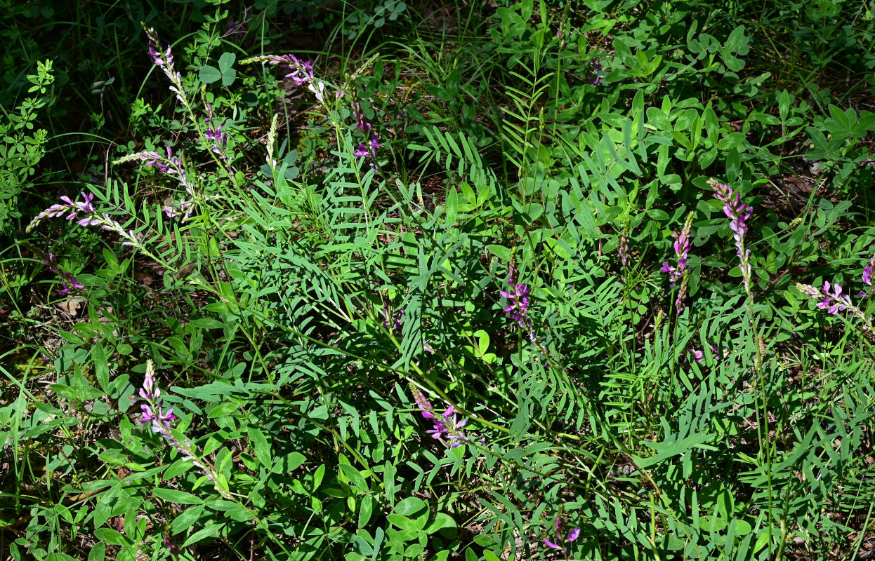 Изображение особи Hedysarum caucasicum.