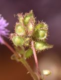 Mimosa pudica