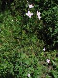 Epilobium parviflorum. Верхушка цветущего растения. Украина, Львовская обл., Пустомытовский р-н, заболоченный берег пруда. 28 июня 2007 г.