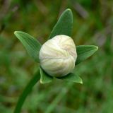 Parnassia palustris