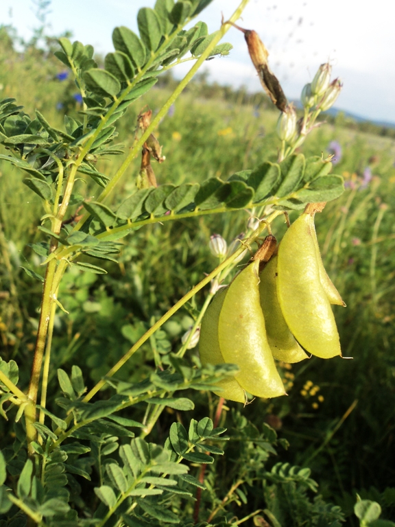 Изображение особи Astragalus propinquus.