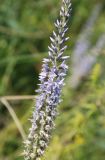 Veronica linariifolia. Часть соцветия. Иркутская обл., КБЖД, окр. тоннеля \"Киркирей 3\". 28.07.2011.