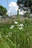 Ornithogalum ponticum