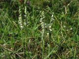 Spiranthes spiralis. Группа цветущих растений. Нидерланды, провинция Zuid-Holland, остров Goeree-Overflakkee, окрестности населённого пункта Ouddorp, заказник Westduinen, луг на месте многолетнего выпаса. 16 августа 2008 г.