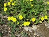 Potentilla depressa. Цветущее растение. Крым, окр. Ялты, хр. Иограф. 30 апреля 2012 г.