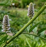 Glycyrrhiza echinata