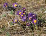 Pulsatilla patens