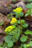 Chrysosplenium alternifolium. Цветущие растения. Ленинградская область, Кингисеппский р-н, берег р. Хаболовка. 28.04.2013.