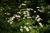 Pyrethrum parthenifolium