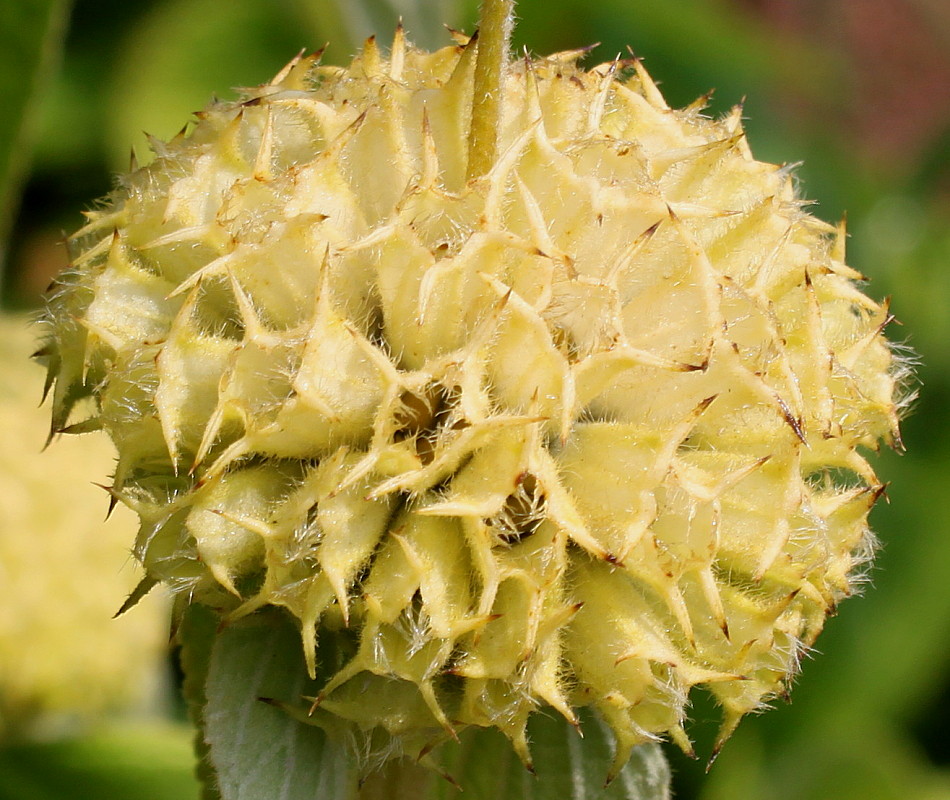 Изображение особи Phlomis russeliana.