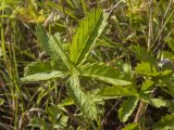 Potentilla reptans