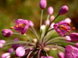 Allium sacculiferum