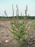 Lepidium ruderale. Цветущее и плодоносящее растение. Архангельская обл., Вельский р-н, окр. пос. Солгинский, ж.-д. насыпь. 05.08.2013.