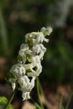 Corydalis cava