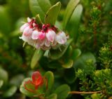 Vaccinium vitis-idaea