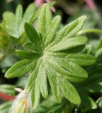 Geranium sanguineum