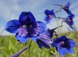 Delphinium cheilanthum